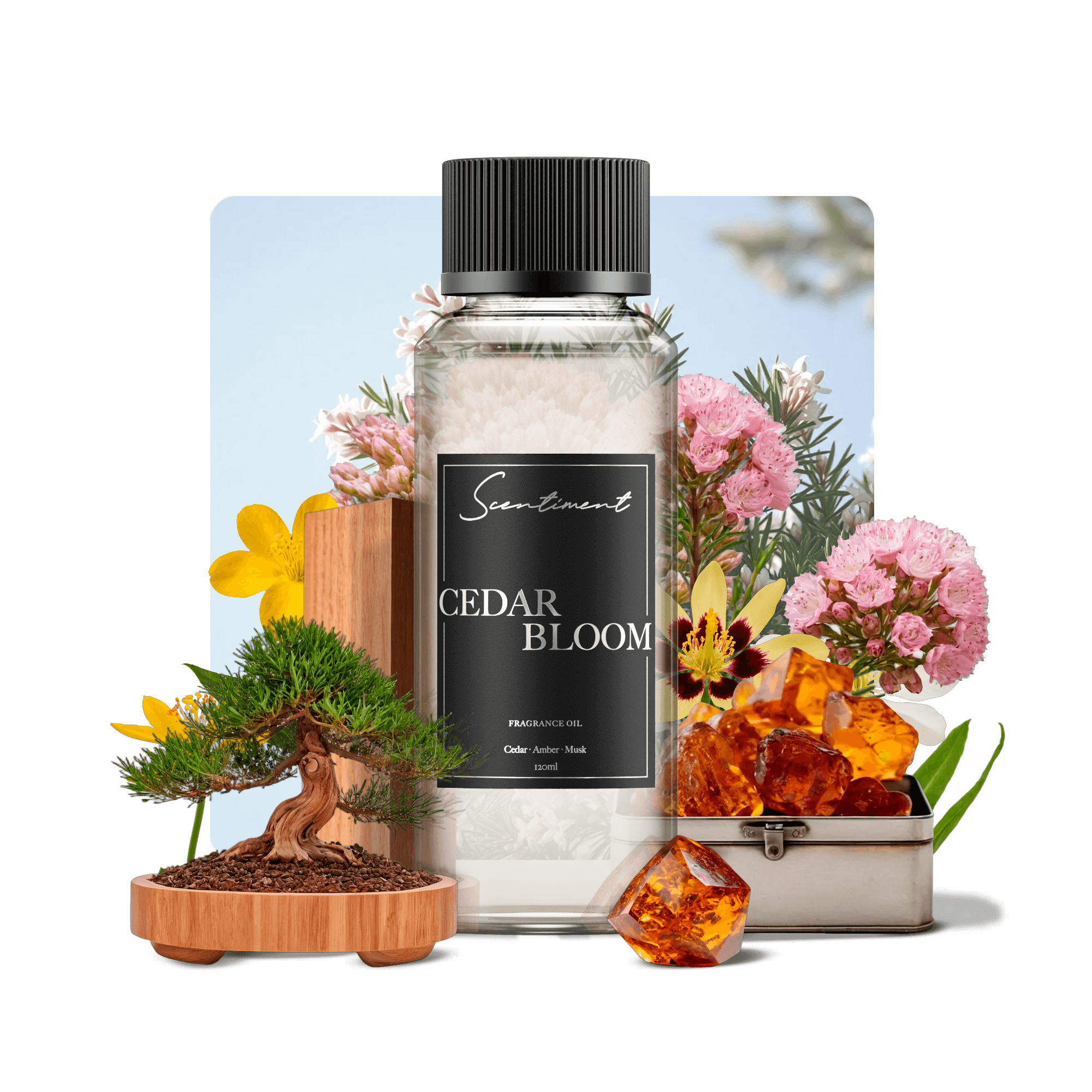 Cedar Bloom Natural Aromatherapy Oil