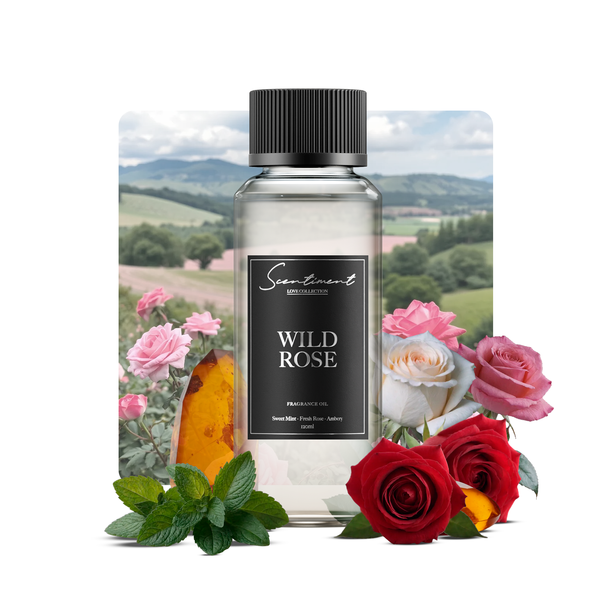 Wild Rose Fragrance